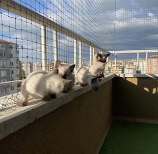 Winblock Pets Balkonlar için Kedi Güvenli Ağı 300cm x 800cm