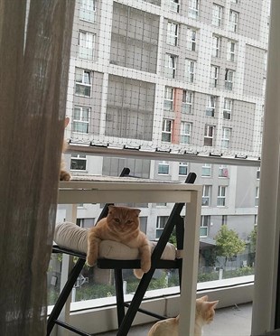 Winblock Pets Balkonlar için Kedi Güvenli Ağı 300cm x 600cm